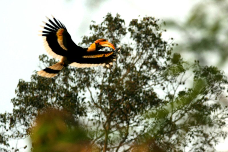 Male Great Hornbill approaching female with selected fruit. Kaeng Krachan NP Thailand100127. Strefan Lithner