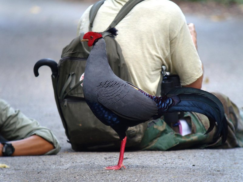 The Siamese Firebacks at Sakaerat Biosphere Reserve were intitially difficult to see 100131 Photo Ms Jan (Pitchaya Janhom).