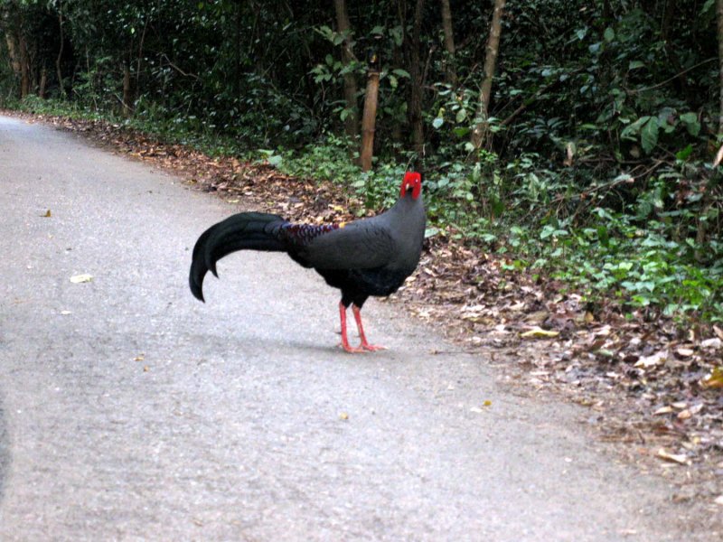 Slowly approaching us. Siamese Fireback Sakaerat Biosphere Reserve Thailand 100131. Photo Stefan Lithner