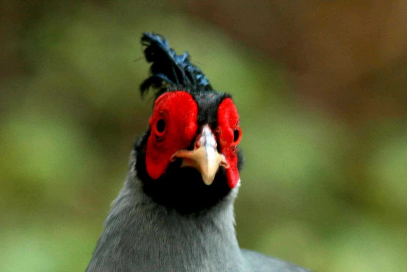 - all four birds came a t us. Siamese Fireback Sakaerat Biosphere Reserve Thailand 100131. Photo Stefan Lithner