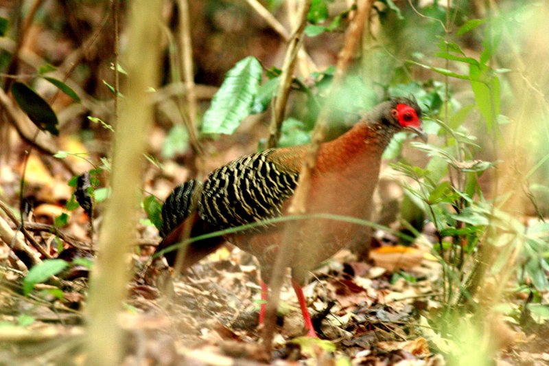 Female Siamese Fireback staying behind in the forest. Sakaerat Biosphere Reserve Thailand 100131. Photo Stefan Lithner