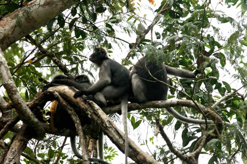 Dusky Langur  (Trachypithecus obscurus) Kaeng Krachan NP Thailand 100127. Stefan Lithner