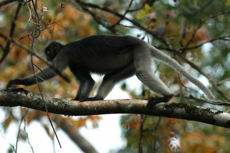 Dusky Langur  (Trachypithecus obscurus) Kaeng Krachan NP Thailand 100127. Stefan Lithner