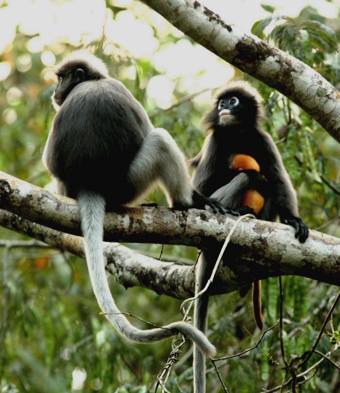 Dusky Langur  (Trachypithecus obscurus), male n female with baby. Kaeng Krachan NP Thailand 100127. Stefan Lithner