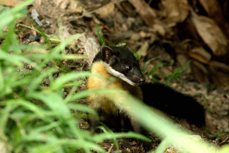 Yellow-throated Marten (Martes flavigula) Kaeng Krachan NP Thailand 100129. Stefan Lithner