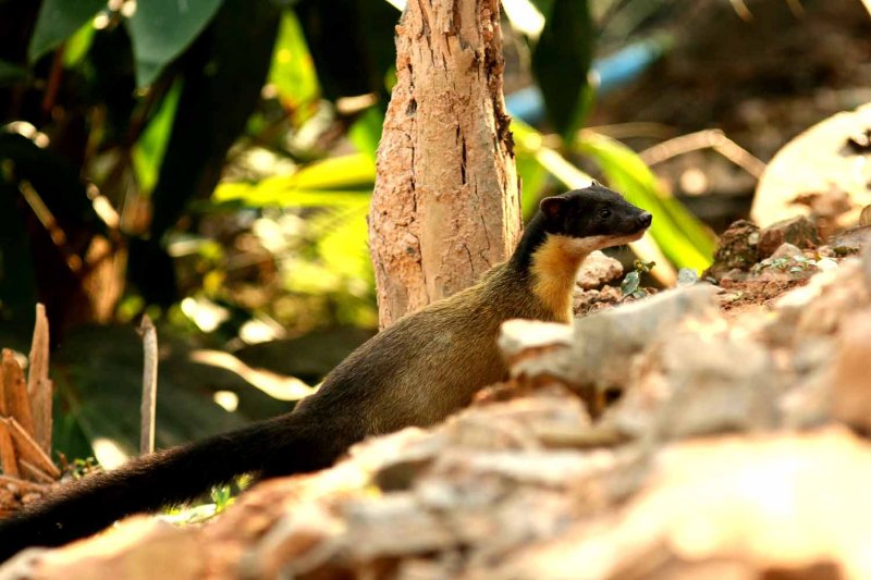 Yellow-throated Marten (Martes flavigula) Kaeng Krachan NP Thailand 100129. Stefan Lithner