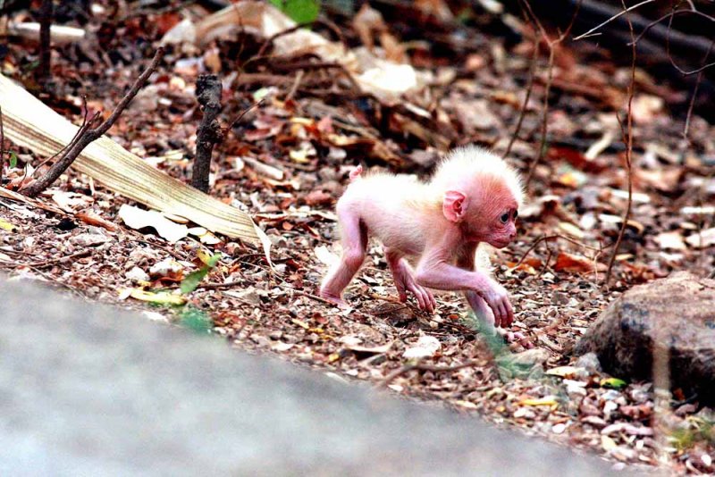 Determined baby  on the loose. Stump-tailed Macaque (Macaca arctoides) Ta Yang  Thailand 100130  Stefan Lithner