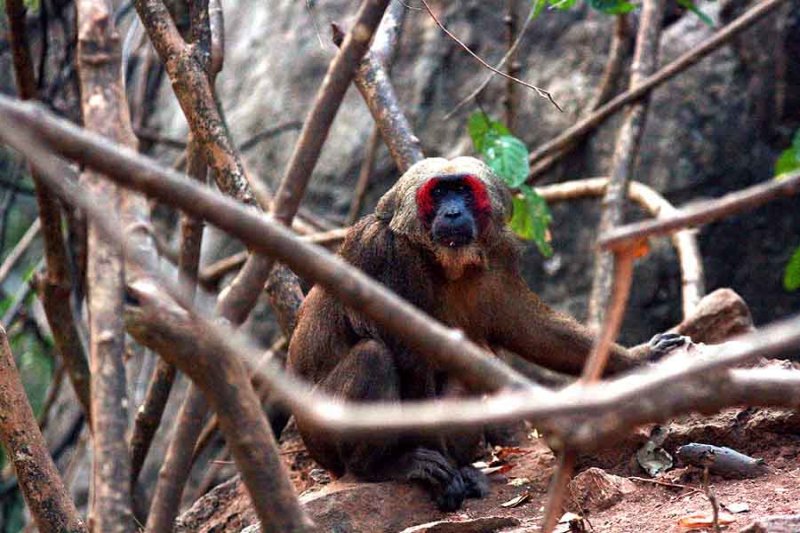 Male Stump-tailed Macaque (Macaca arctoides) Ta Yang Thailand 100130.  Stefan Lithner