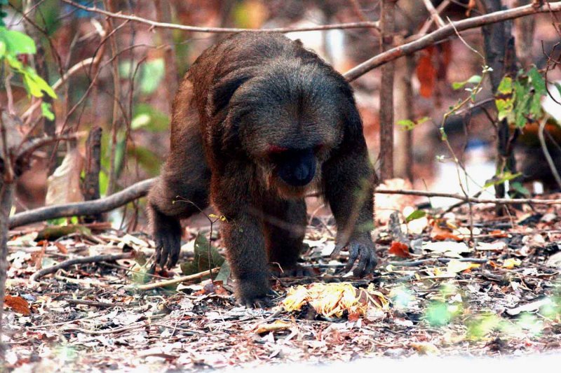 Stump-tailed Macaque (Macaca arctoides) Ta Yang Thailand 100130  Stefan Lithner