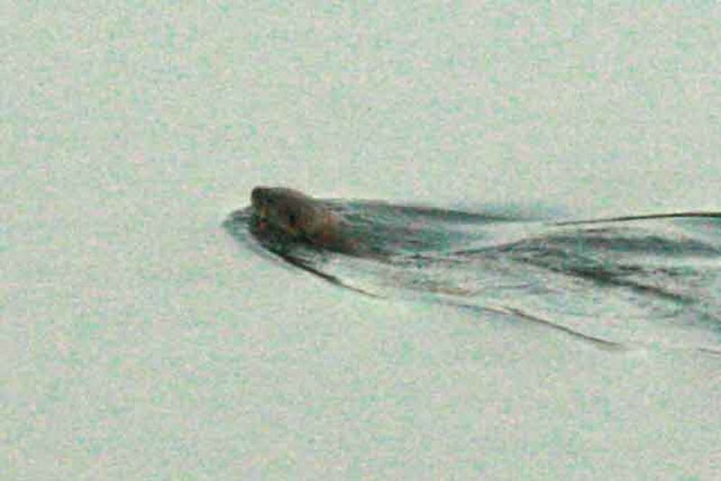 Oriental Small-clawed Otter (Aonyx cinerea) Khao Yai NP Thailand 100131. Stefan Lithner