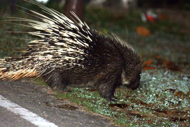 Malayan Porcupine (Hystrix brachyura) Khao Yai NP Thailand 100131 Stefan Lithner