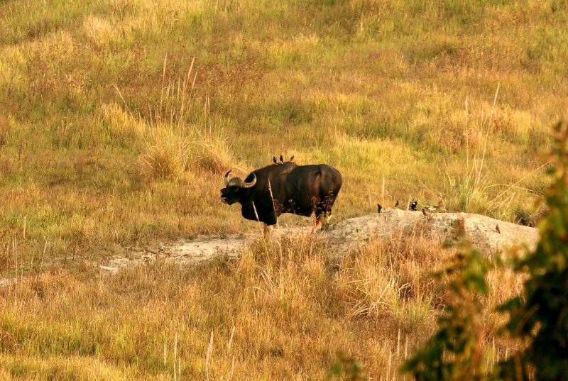 Gaur (Bos gaurus)  Khao Yai NP Thailand 100201. Stefan Lithner