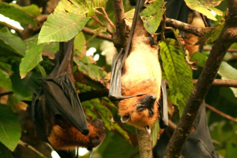 Lyles Flying Fox (Pteropus lylei) variation Wat Ta Wabut temple Pra Chinburi Thailand 100202. Stefan Lithner