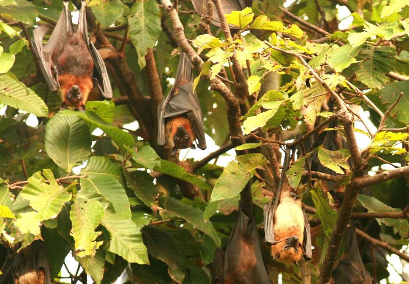 Lyles Flying Fox (Pteropus lulei) 3 variations Wat Ta Wabut temple Pra Chinburi Thailand 100202. Stefan Lithner