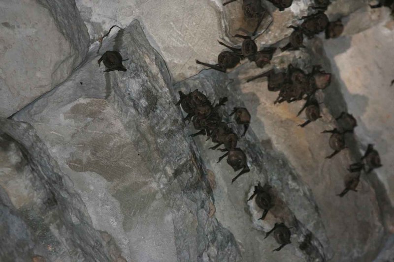 Black-bearded-  (T. melanopogon) and unid. Tom Bats (Taphozous sp)  Ankor Wat Cambodia 100227. Stefan Lithner