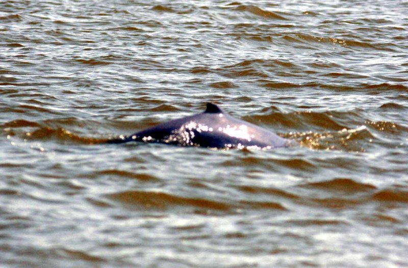 Irrawaddy Dolphin (Orcaella brevirostris) Bang Pakong River Estuary Thailand 100211.jpg Stefan Lithner
