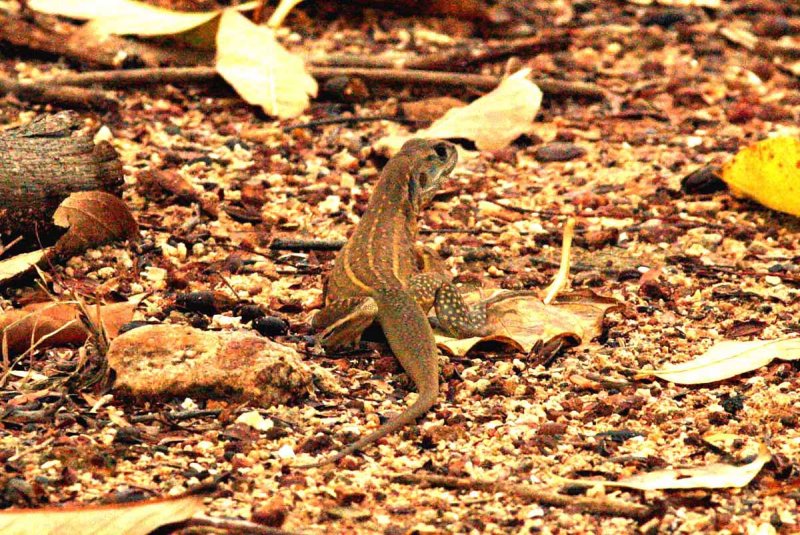 Common Butterfly-lizard (Leiolepis belliana) Koh Mai Nai Thailand 100124. Stefan Lithner