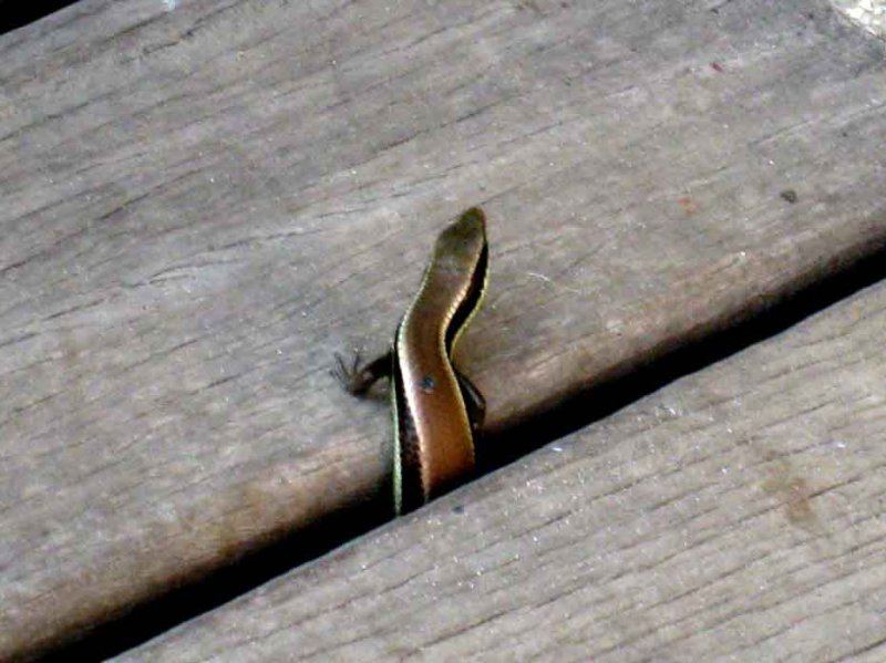 Long-tailed Sun Skink (Mabuya longicaudata) Laem Mae Phim Thailand 100125. Stefan Lithner