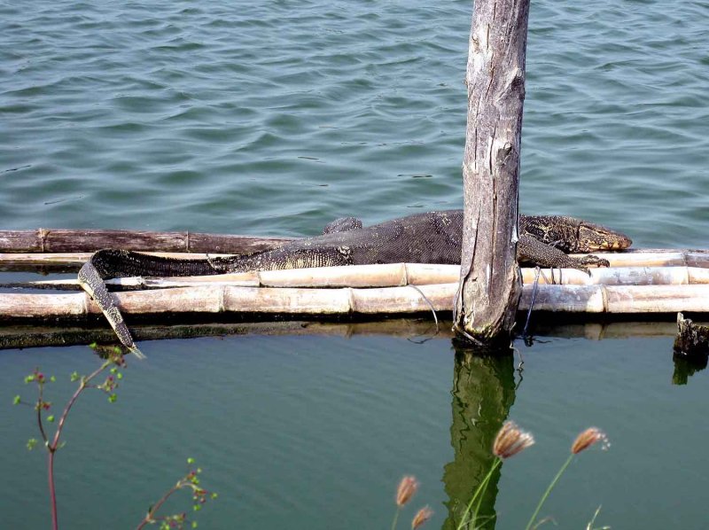 Water Monitor (Varanus salvator) Laem Pak Bia Thailand 100130. Stefan Lithner