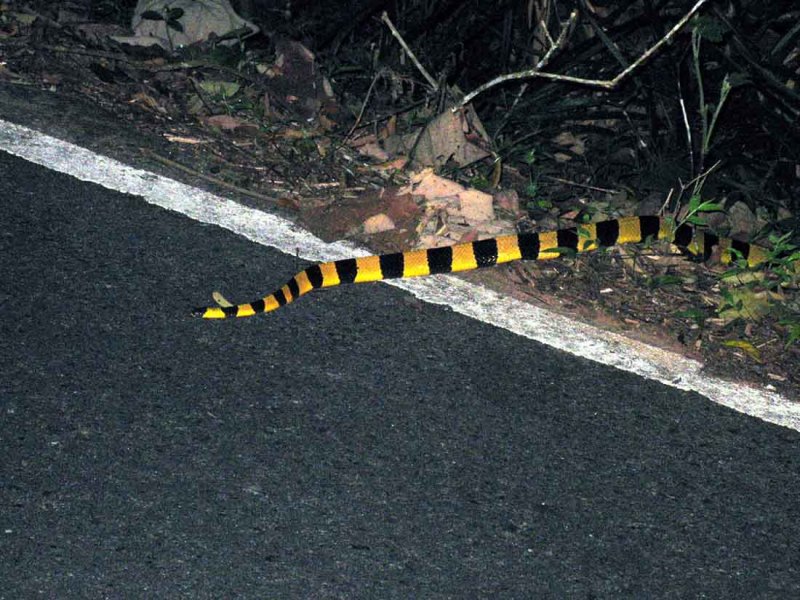 Banded Krait (Bungarus fasciatus) Khao Yai NP Thailand 100130. Stefan Lithner