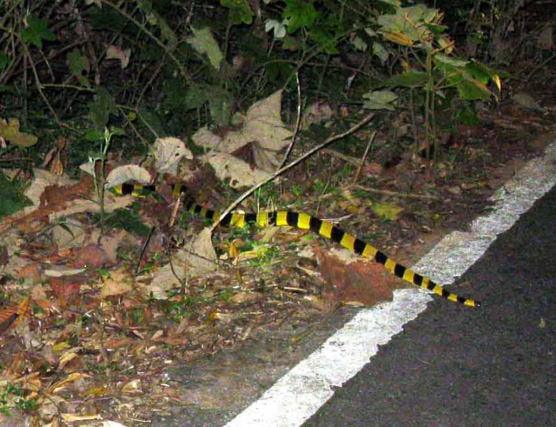 Banded Krait (Bungarus fasciatus) Khao Yai NP Thailand 100130. Stefan Lithner