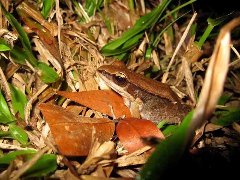 Dark-sided Frog (Rana nigrovittata) Khao Yai NP Thailand 100131. Stefan Lithner