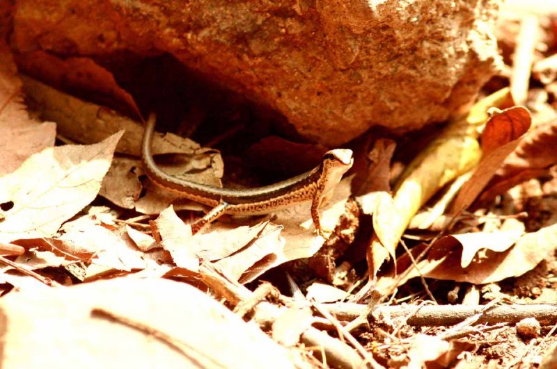 Bowrings Supple Skink (Lygosoma bowringii) Khao Yai NP Thailand 100131. Stefan Lithner