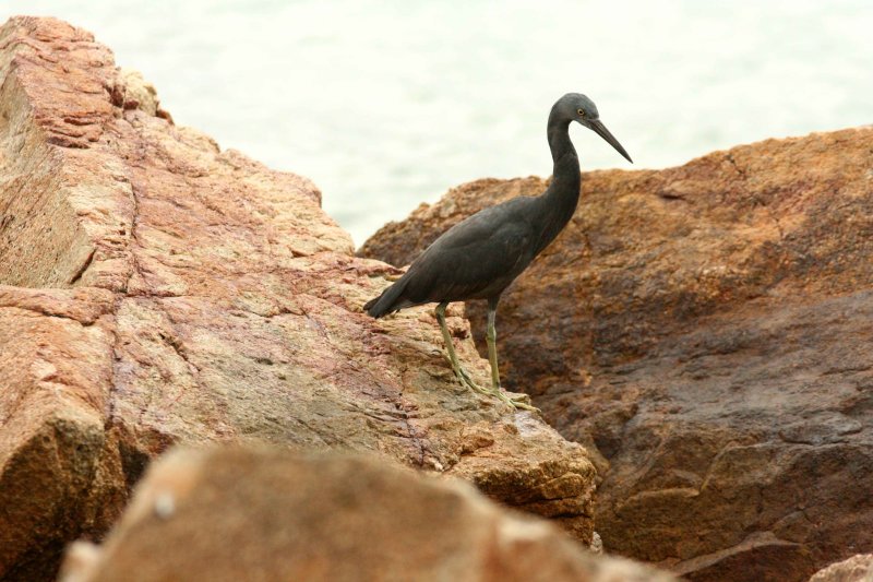 Eastern Reef Heron Koh Man Nai Thailand 100124. Stefan Lithner