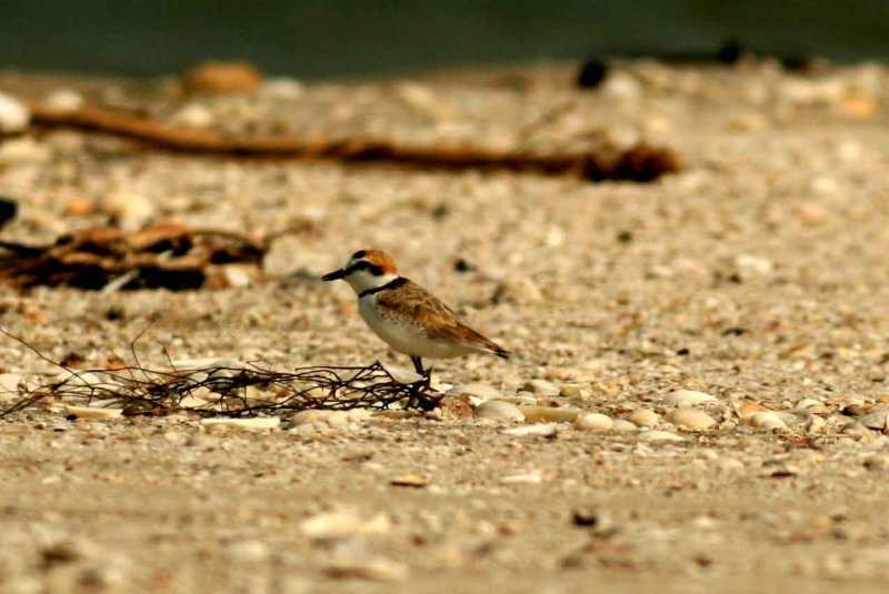 Malaysian Plover Leam Pak Bia Thailand 100127. Stefan Lithner