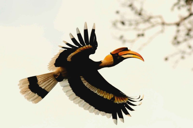 Great Hornbill Kaeng Krachan NP Thailand 100127. Stefan Lithner