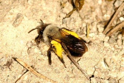 2  Andrena vaga (sälgsandbi) Sölve Grustag (Bl) 080429 S. Lithner.jpg