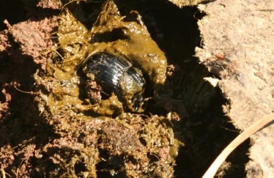 10 Copris lunaris (månhornsbagge) Hönstorp (Öl) 080525 S. Lithner.jpg
