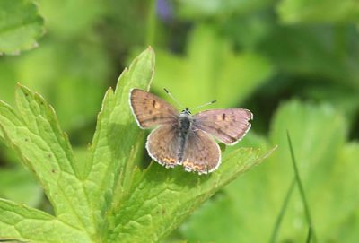 32 Lycaena helle (violett guldvinge) Jämtkrogen (Jmt) 080618 S. Lithner.jpg
