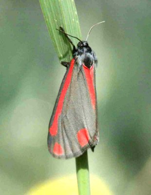 19 Tyria jacobaeae (karminspinnare) Tävelsrumsåsen (Öl) 070526 S. Lithner.jpg