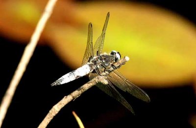 58 Libellula fulva spetsfläckad trollslända male Bårabygd Ronneby kn 090628. Photo © Stefan Lithner