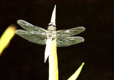 59 Libellula fulva spetsfläckad trollslända male Bårabygd Ronneby kn 090628. Photo © Stefan Lithner