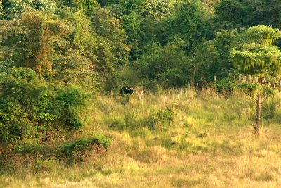 At 16.40 a magnificent, but shy bull Gaur slowly emerged from the forest. Khao Yai NP Thailand 100201. Stefan Lithner