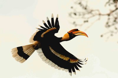 Male Great Hornbill. Kaeng Krachan NP Thailand 100127. Stefan Lithner