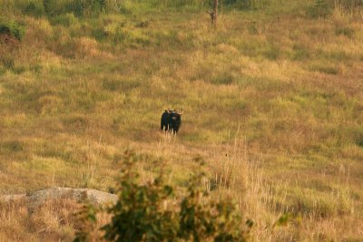 Slowly and cautiously the Gaur came closer. Khao Yai NP Thailand. 100201. Stefan Lithner