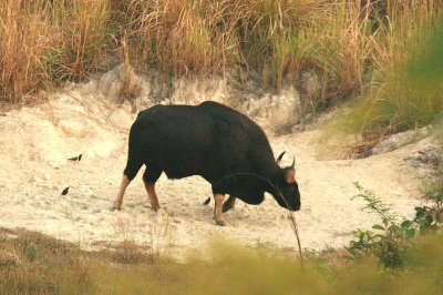 In the end ruling the opening. Gaur Khao Yai NP Thailand 100201. Stefan Lithner