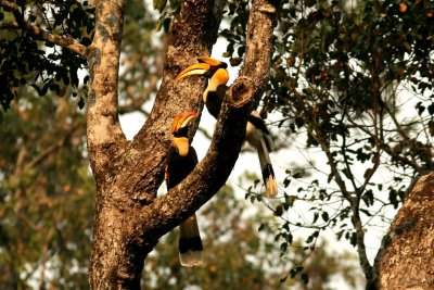 Male and female Great Hornbill. Kaeng Krachan NP Thailand 100127. Stefan Lithner