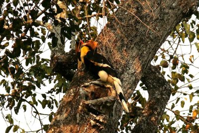 Male Great Hornbill delivering selected fruit to his female. Kaeng Krachan NP Thailand 100127. Stefan Lithner