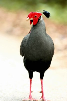 With their heads raised above our eye-level. Siamese Fireback Sakaerat Biosphere Reserve Thailand 100131.Photo Stefan Lithner