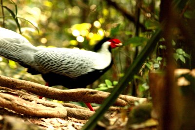 Silver Pheasant gliding past us in semi-dense forest. Khao Yai NP Thailand 100201. Photo Stefan Lithner