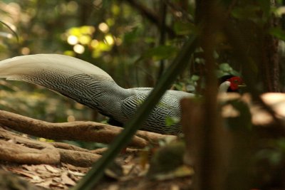 Silver Pheasant gliding past us in semi-dense forest. Khao Yai NP Thailand 100201. Photo Stefan Lithner