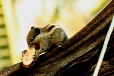 Western Striped Squirrel (Tamiops mcclellandii), Laem Mae Phim Thailand 100125. Stefan Lithner