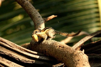 Western Striped Squirrel (Tamiops mcclellandii), Laem Mae Phim Thailand 100125. Stefan Lithner