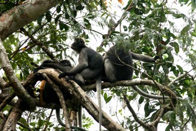 Dusky Langur  (Trachypithecus obscurus) Kaeng Krachan NP Thailand 100127. Stefan Lithner