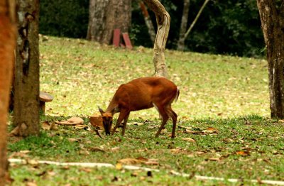 Red Muntjac (Muntiacus muntjak).  Kaeng Krachan NP Thailand 100129. Stefan Lithner