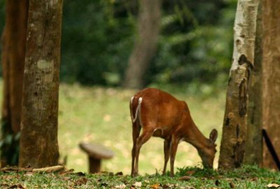 Red Muntjac (Muntiacus muntjak).  Kaeng Krachan NP Thailand 100129. Stefan Lithner